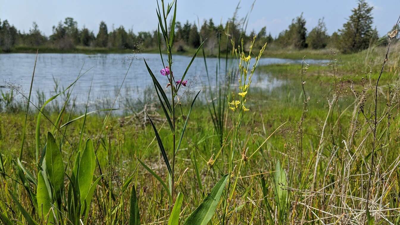 Image of stiff yellow flax