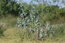 Слика од Helianthus argophyllus Torr. & A. Gray