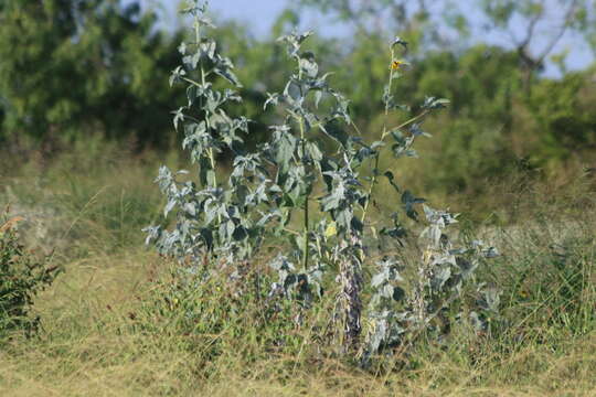 Image of silverleaf sunflower