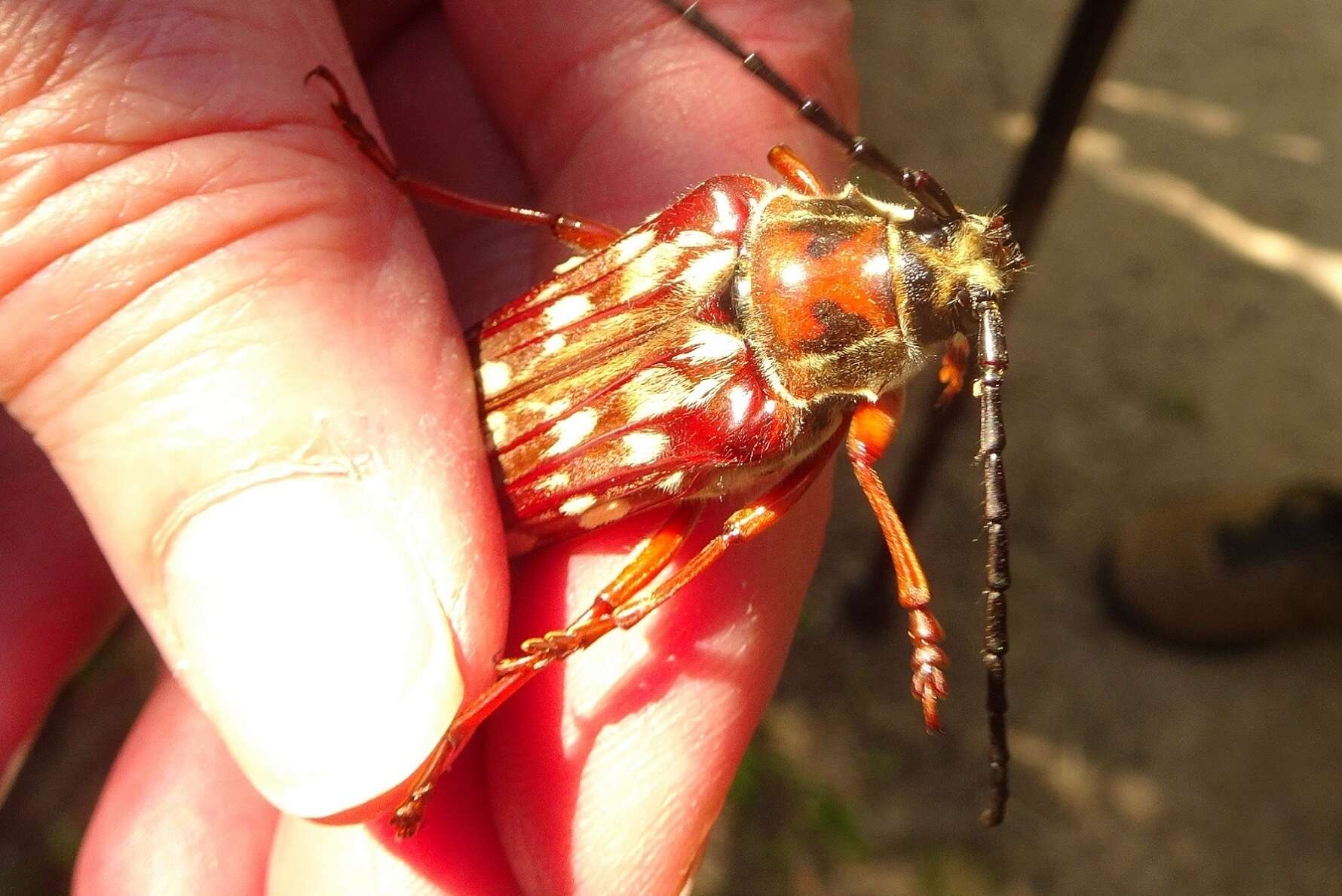 Image of Tragocerus lepidopterus (Schreibers 1802)