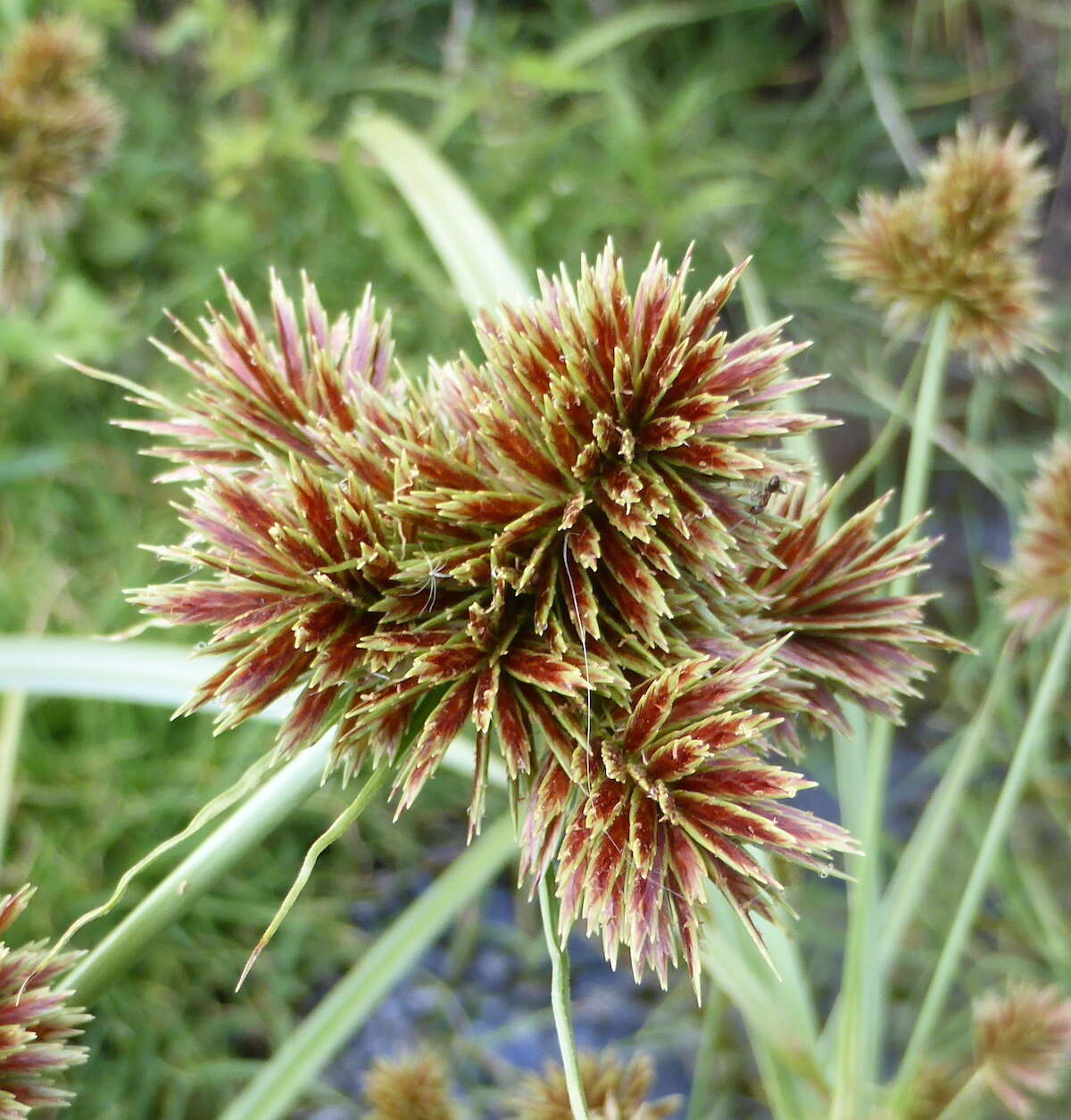 Image of clustered flatsedge