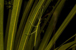 Image of Smooth Stick Insect