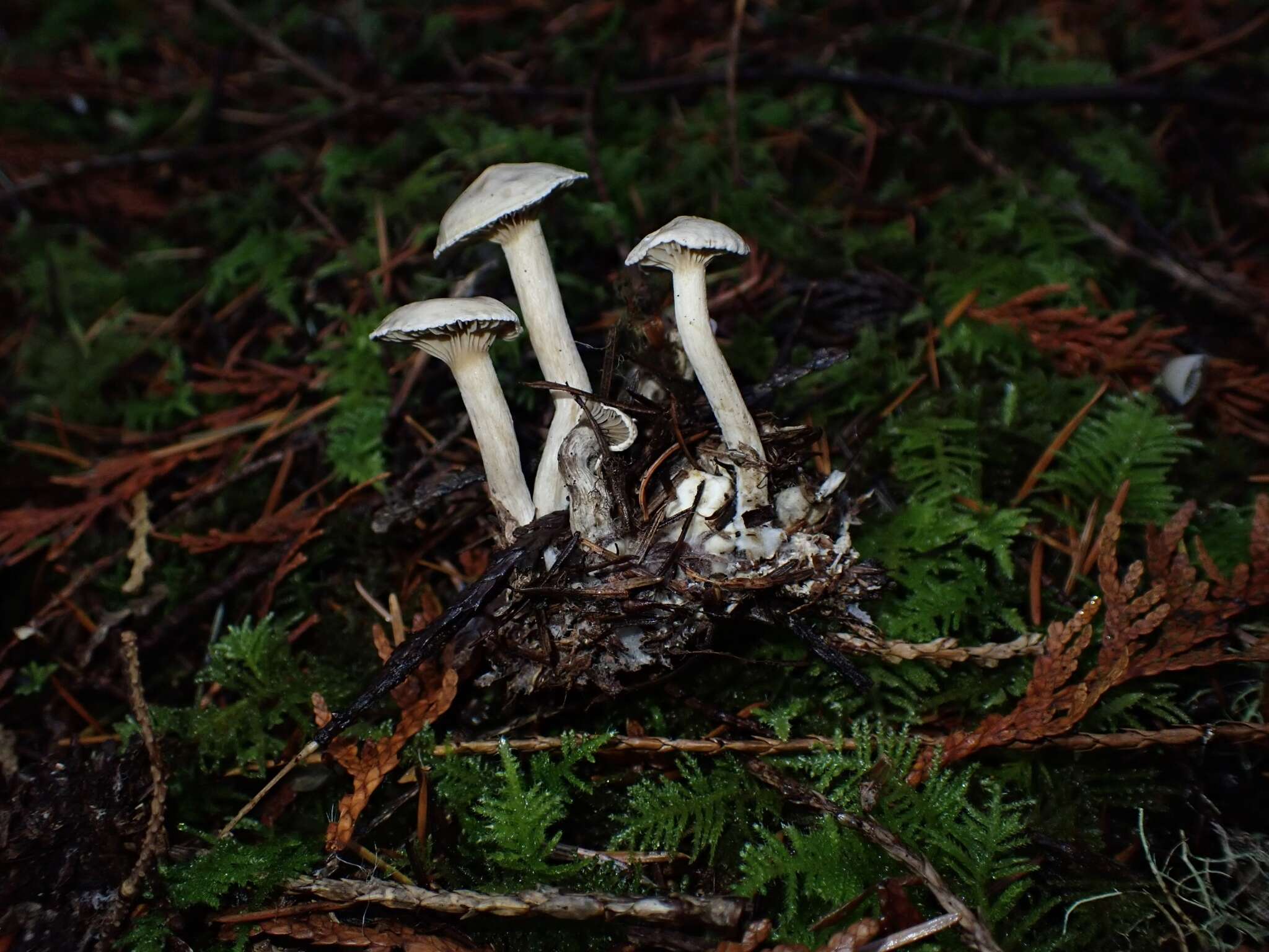 Image of Clitocybe sclerotoidea (Morse) H. E. Bigelow 1958