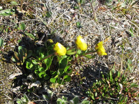 Image of sulphur buttercup