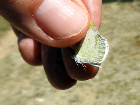 Imagem de Eurema lucina (Poey (1852))