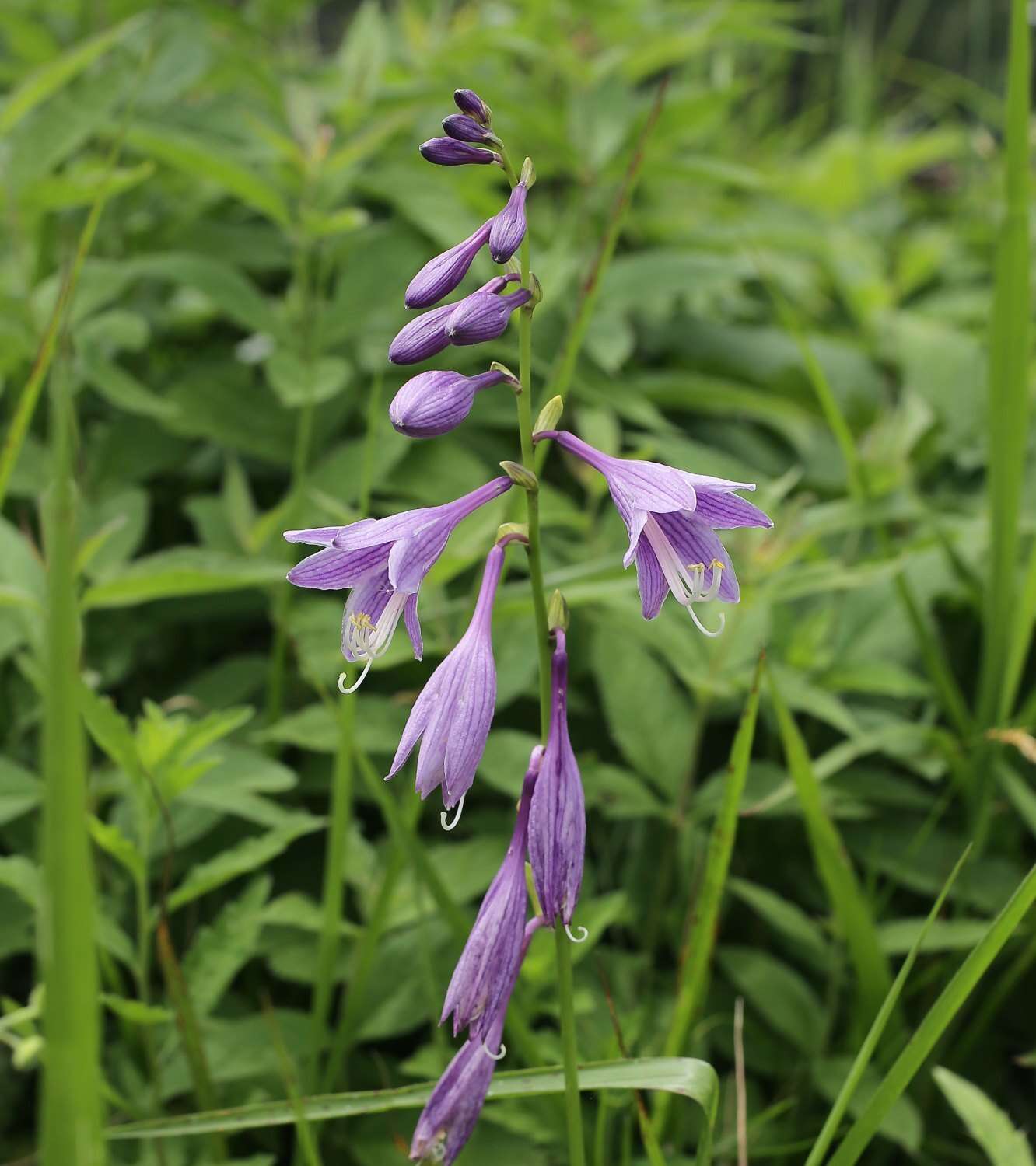 Image of Hosta sieboldii (Paxton) J. W. Ingram