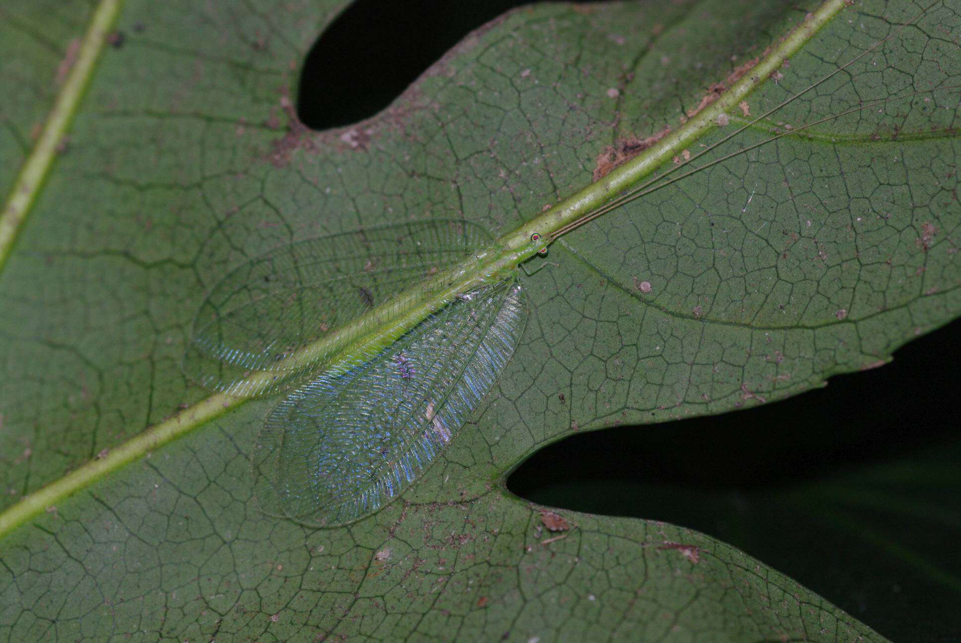 Image of Apochrysa matsumurae Okamoto 1912