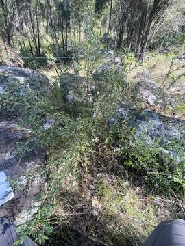 Image of Grevillea montana R. Br.