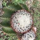 Image of Melocactus andinus R. Gruber ex N. P. Taylor