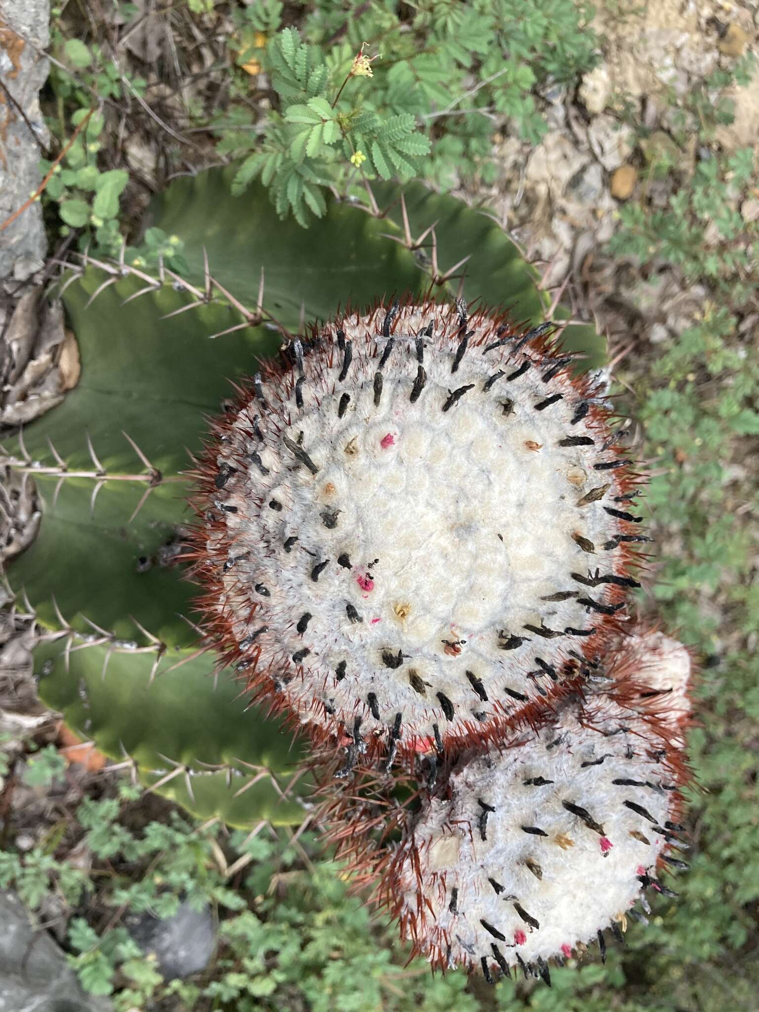 Image of Melocactus andinus R. Gruber ex N. P. Taylor