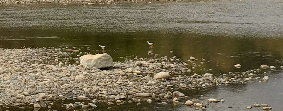 Image of Pied Stilt