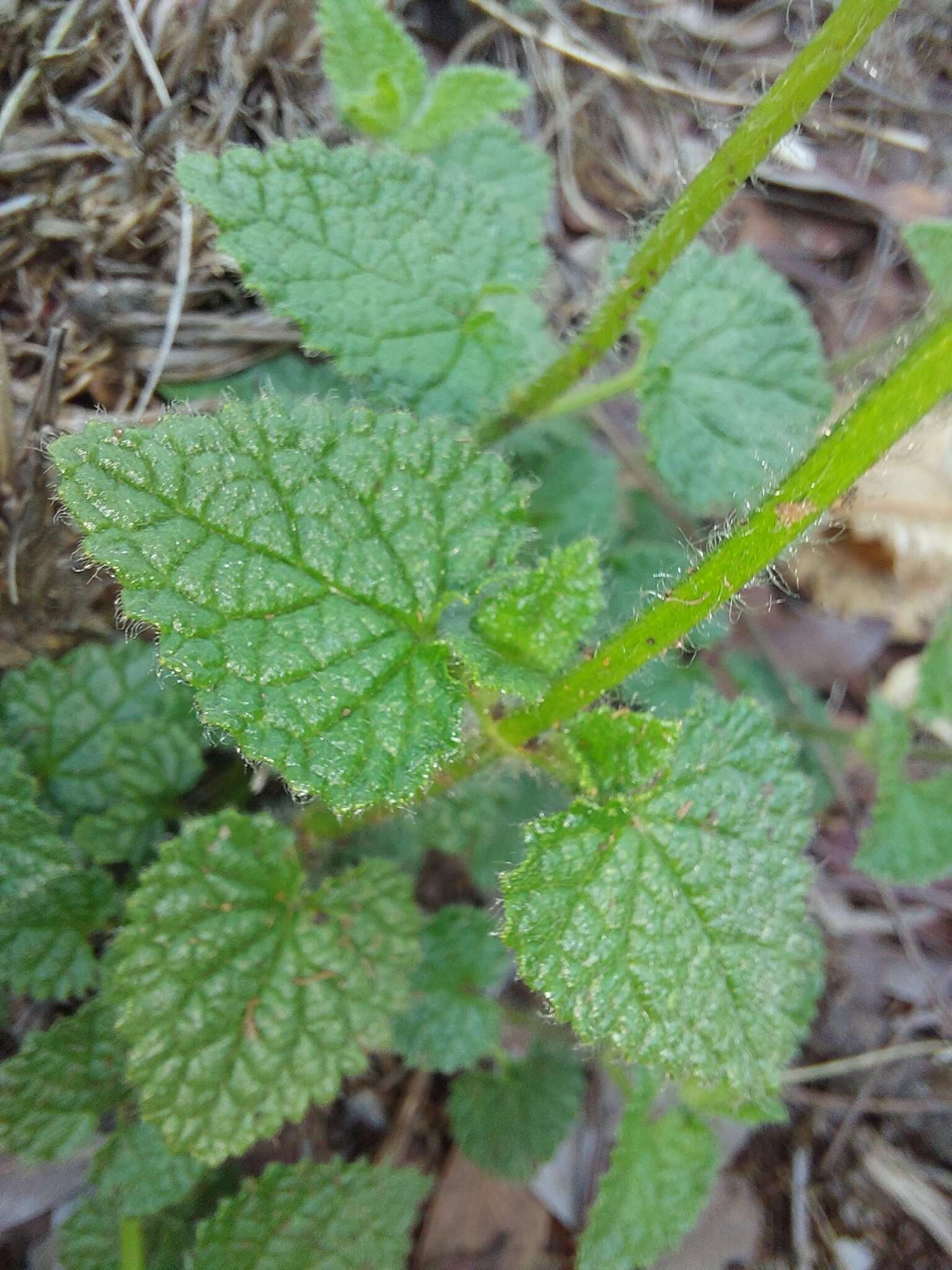 Imagem de Stachys natalensis Hochst.