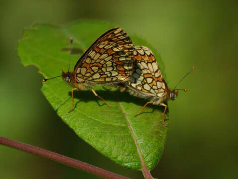 Image of <i>Melitaea parthenoides</i>