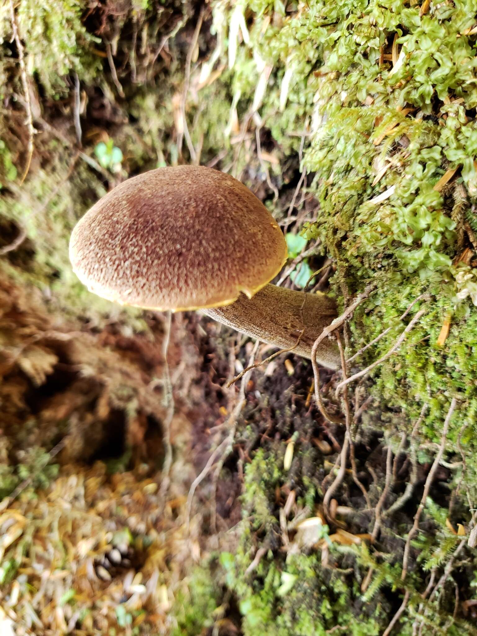 Image of Aureoboletus mirabilis (Murrill) Halling 2015