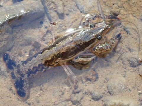 Image of Procambarus ouachitae Penn 1956