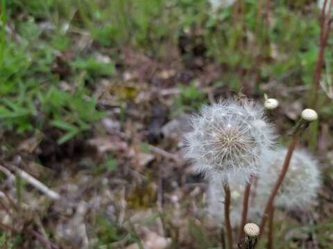 Слика од Taraxacum tortilobum Florström