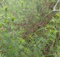 Indigofera verrucosa Eckl. & Zeyh.的圖片