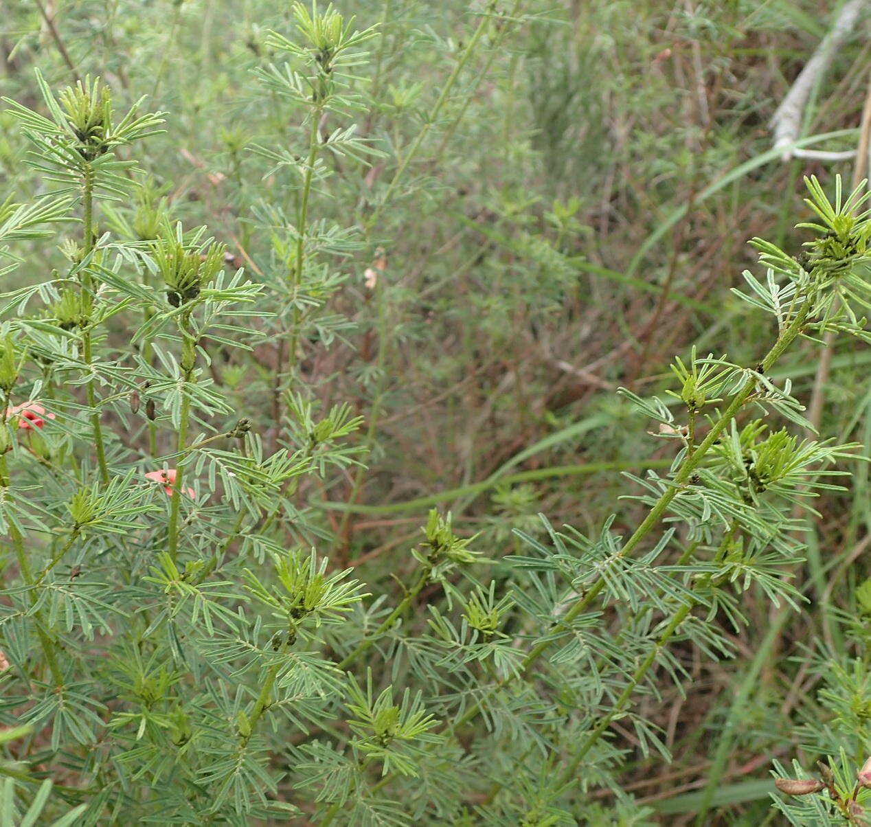 Indigofera verrucosa Eckl. & Zeyh.的圖片