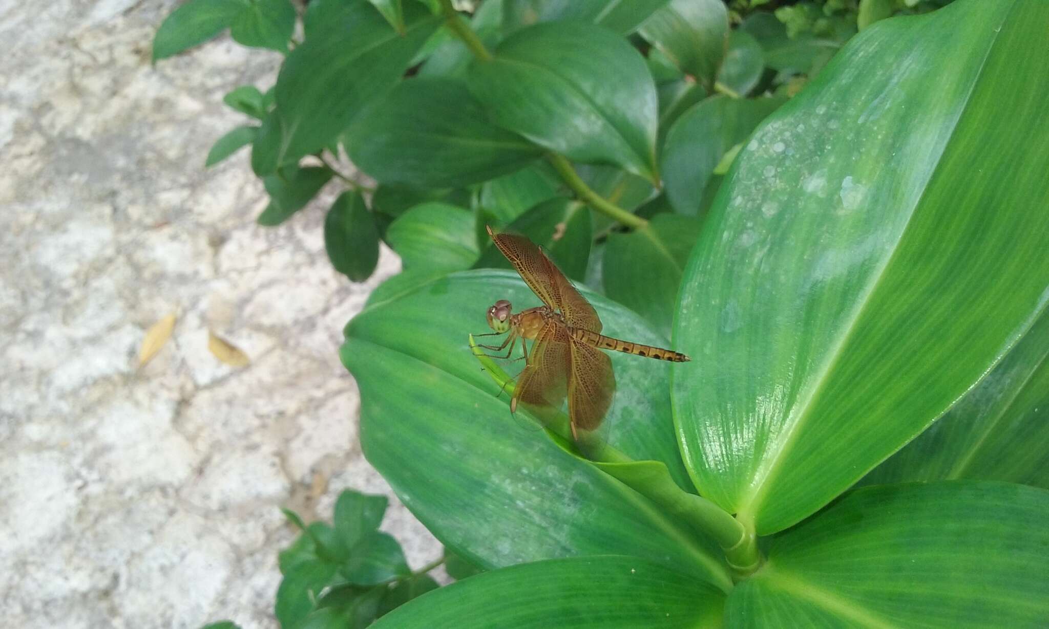 Image of Common Parasol