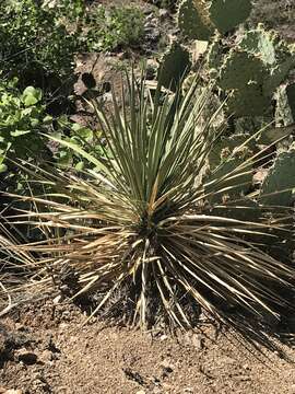 Image of Yucca baccata var. brevifolia L. D. Benson & Darrow