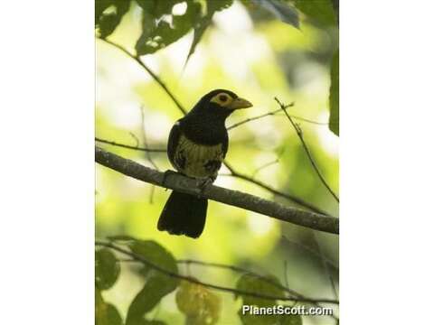 صورة Trachyphonus purpuratus Verreaux, J, Verreaux & E 1851