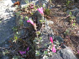 Image of cliff beardtongue