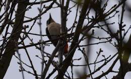 Image of Great Spotted Woodpecker