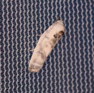 Image of Schlaeger's Fruitworm Moth