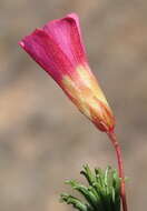 Image of Oxalis confertifolia (Kuntze) Knuth