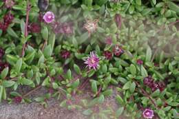 Image of Delosperma grantiae L. Bol.