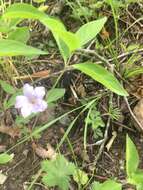 صورة Ruellia purshiana Fern.