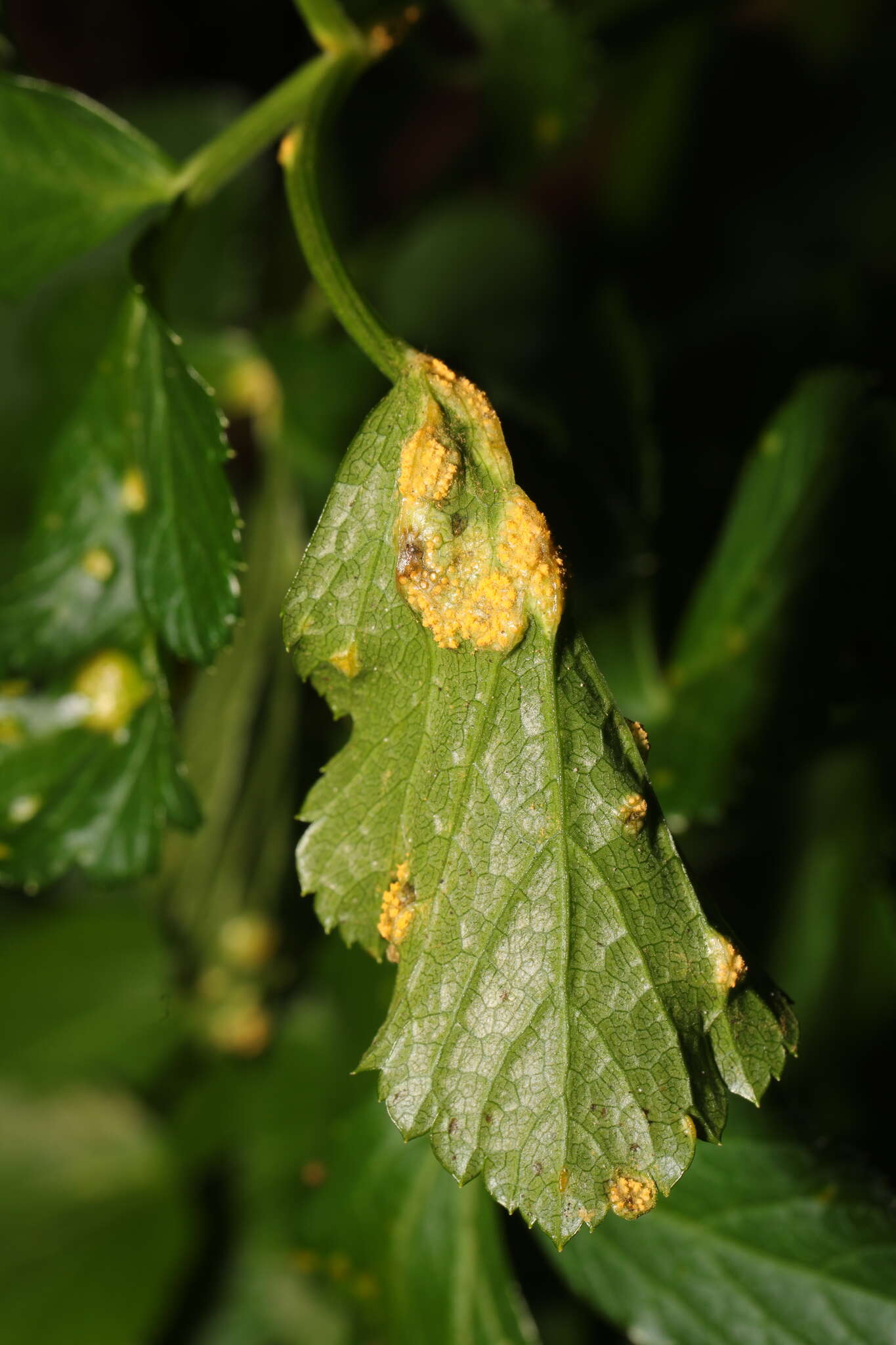 Image of Puccinia smyrnii Biv. 1816