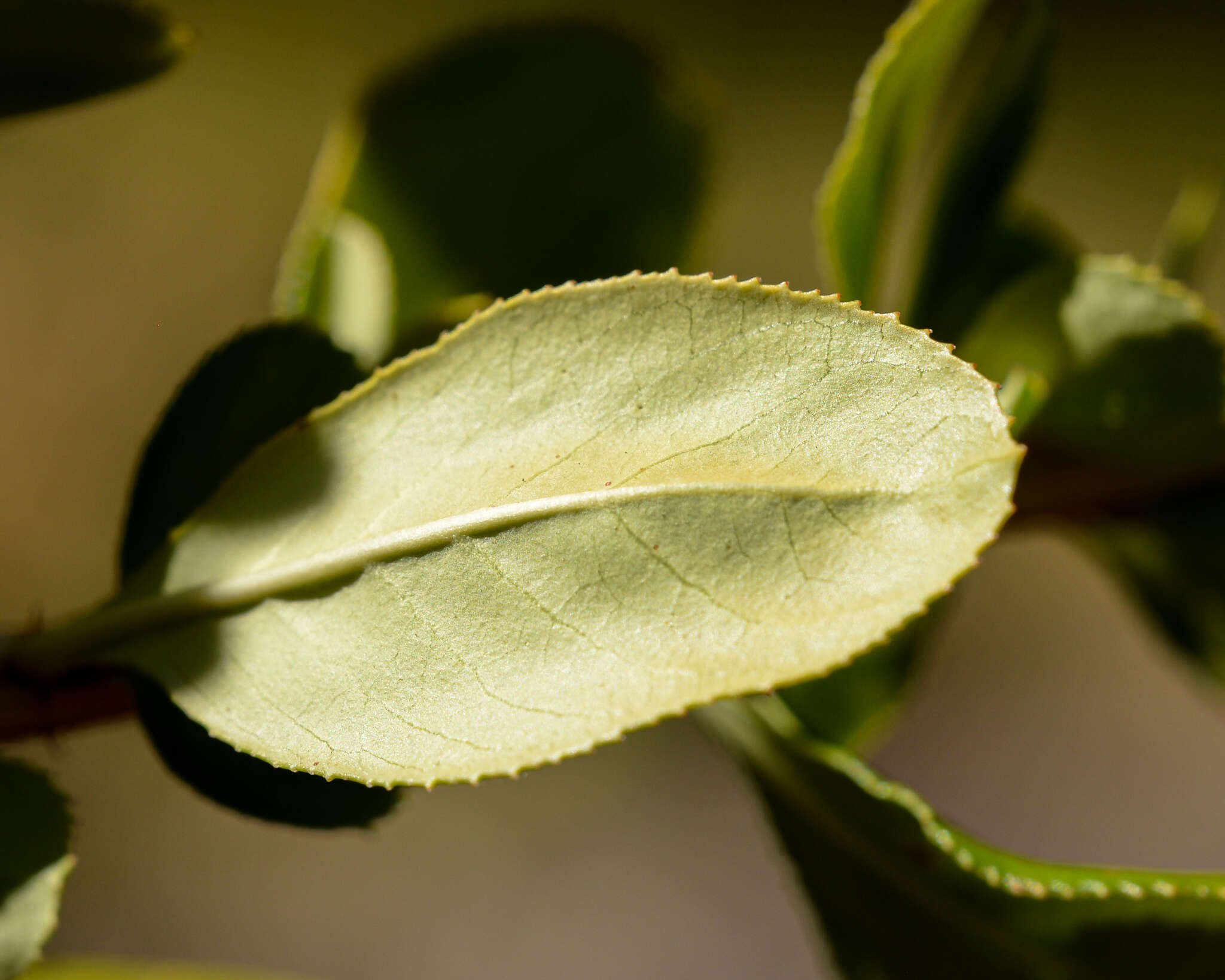 Image of Escallonia revoluta (Ruiz & Pav.) Pers.