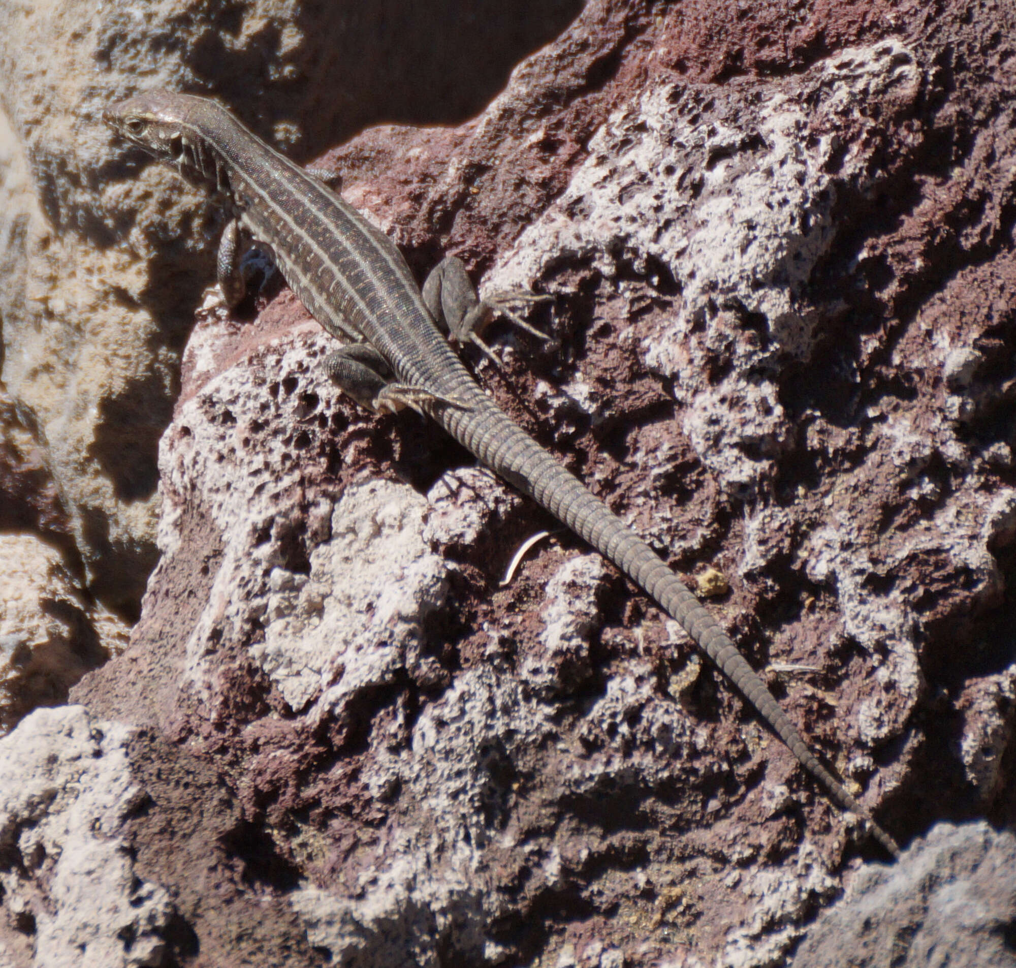 Image of Tenerife Lizard