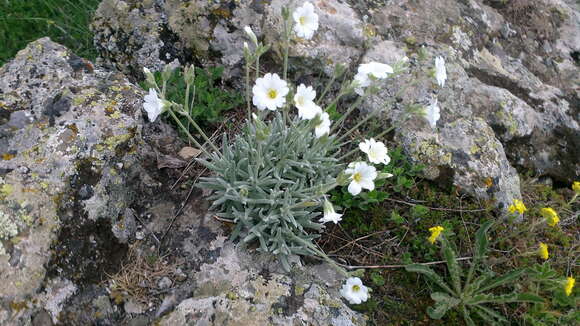 Imagem de Cerastium biebersteinii DC.