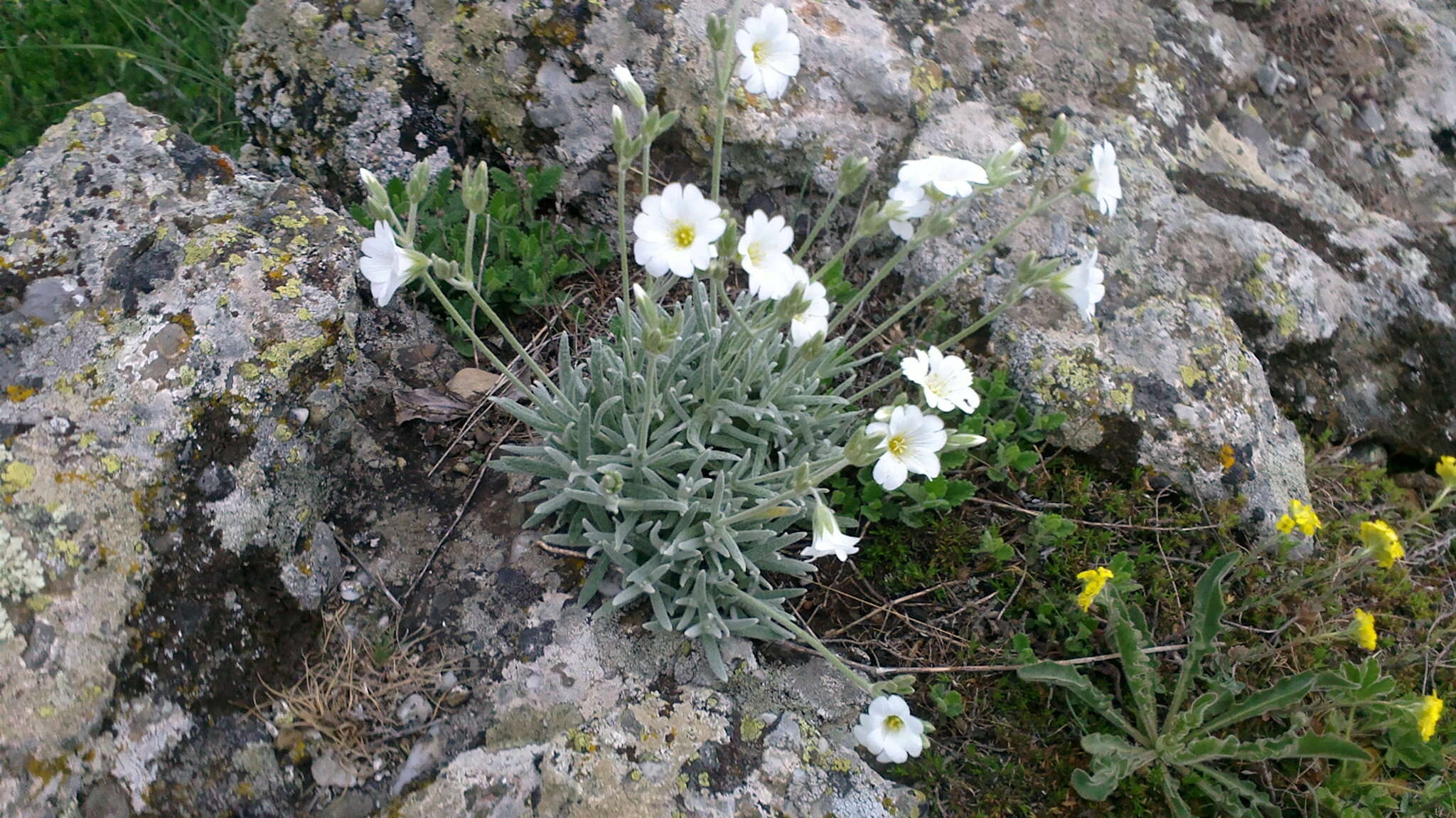 Imagem de Cerastium biebersteinii DC.