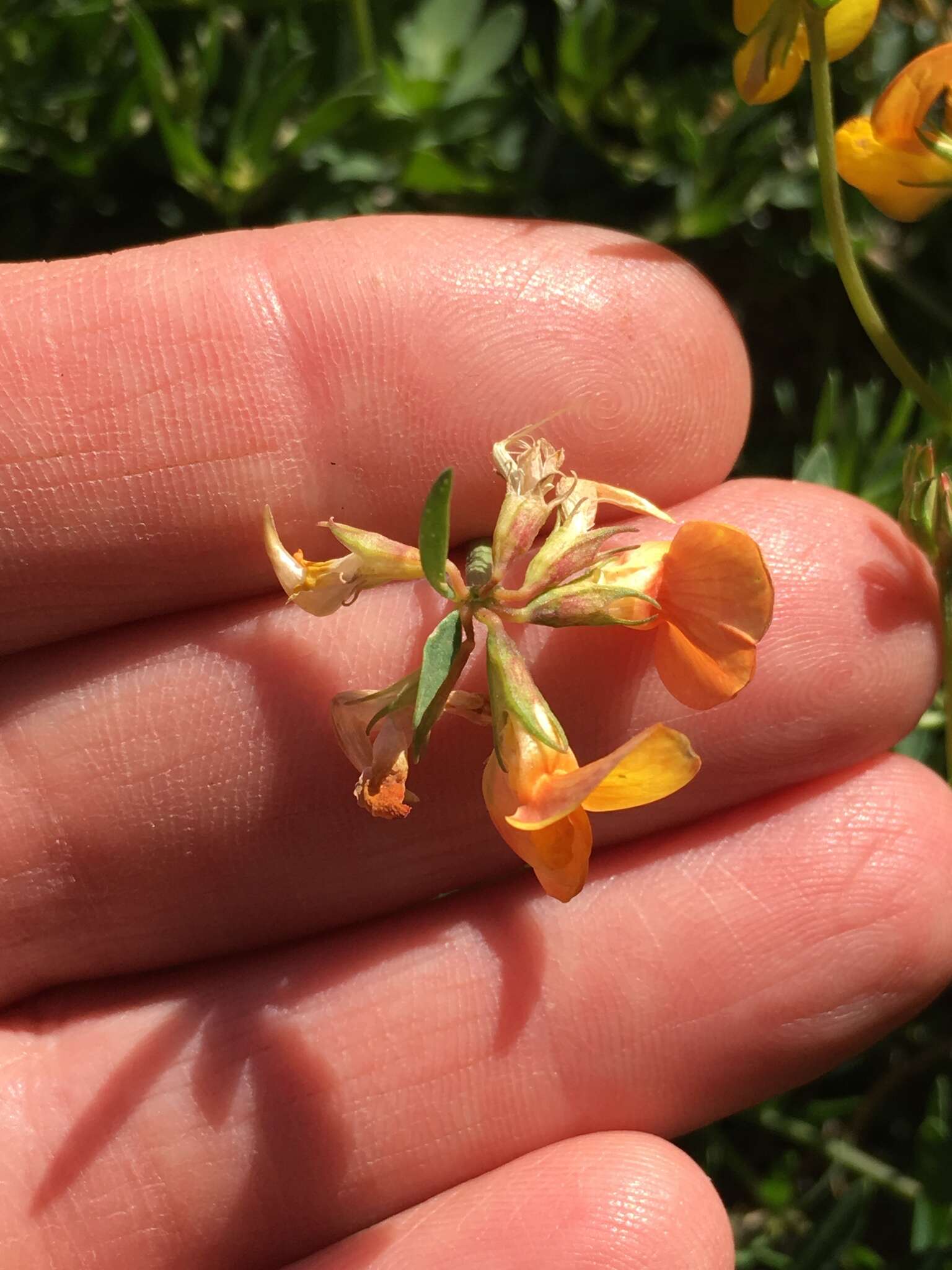 Image of Narrow-leaved Bird's-foot-trefoil