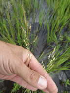 Image of southern cutgrass