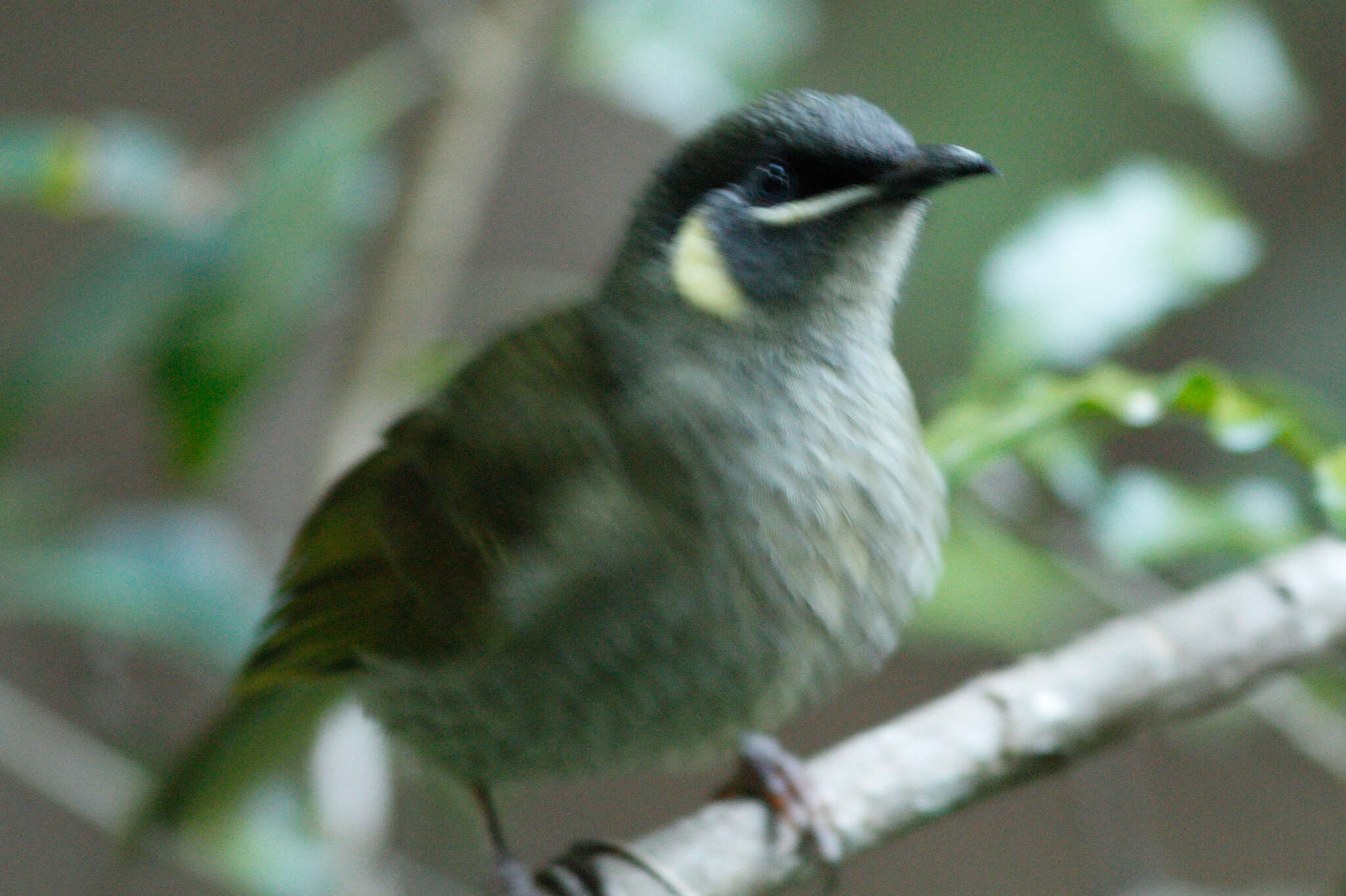 Image of Meliphaga lewinii lewinii (Swainson 1837)