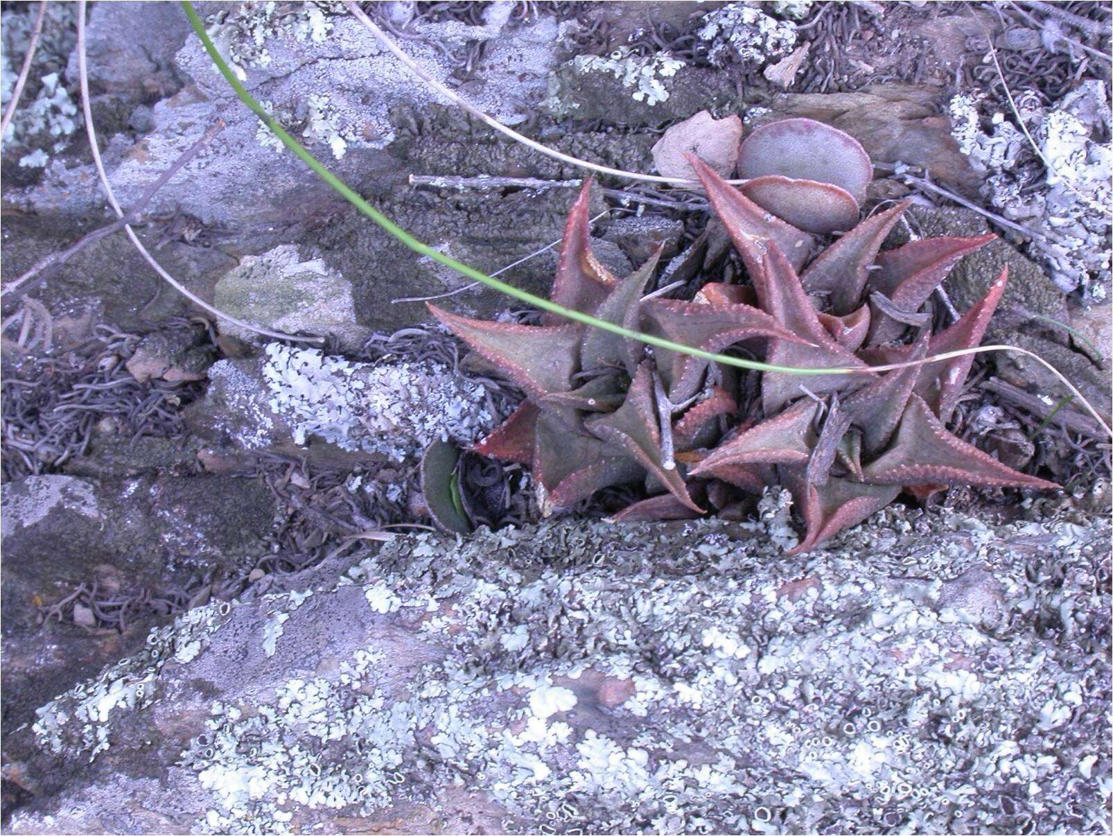 Image of Haworthiopsis venosa (Lam.) G. D. Rowley