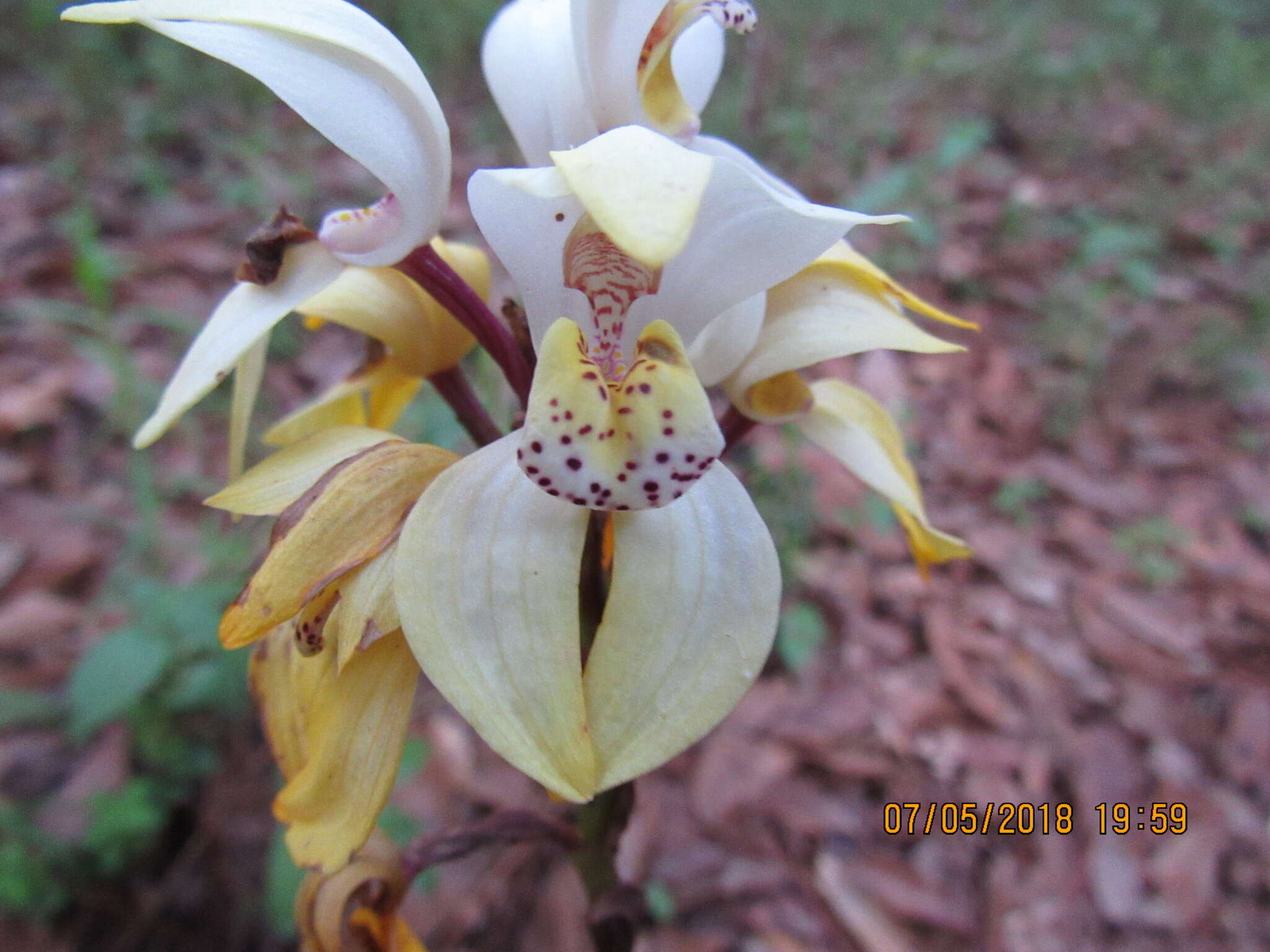 Image of Govenia utriculata (Sw.) Lindl.