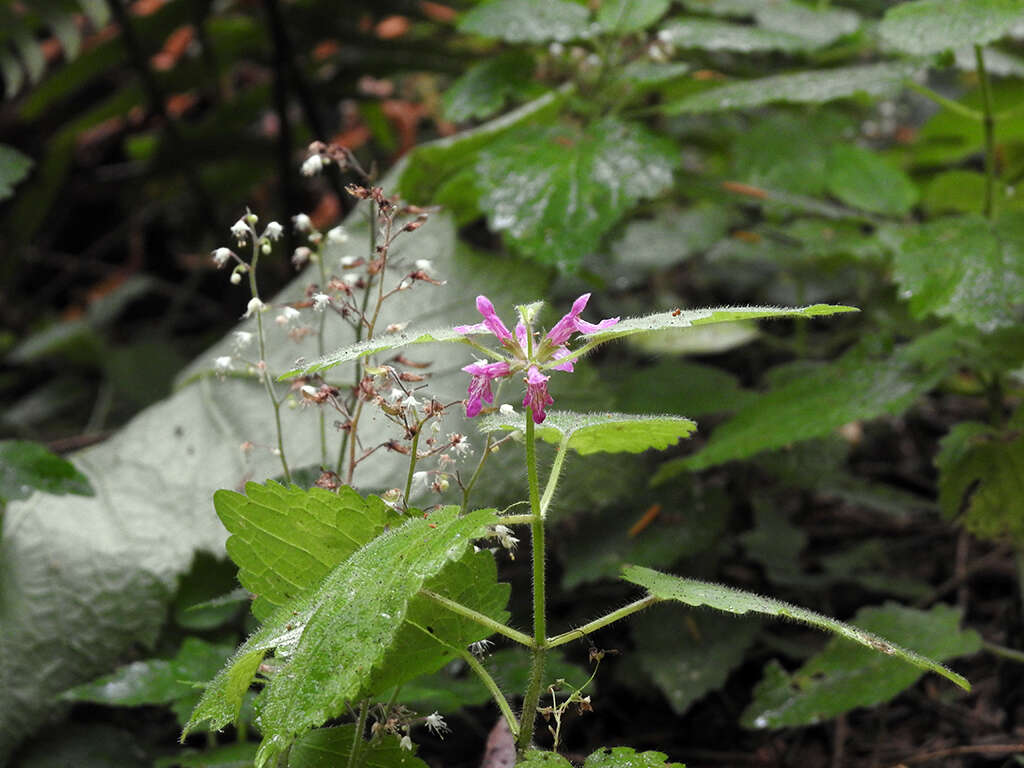 Imagem de Stachys mexicana Benth.