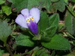 Image of Japanese mazus