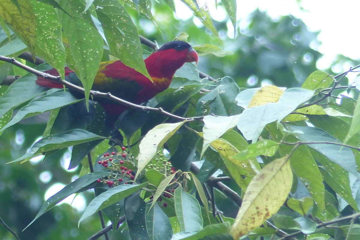 Image of Purple-capped Lory