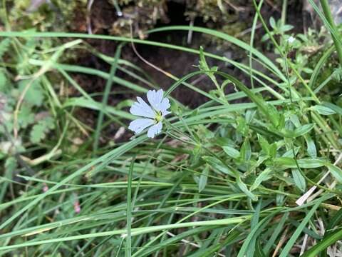 صورة Cerastium morrisonense Hayata