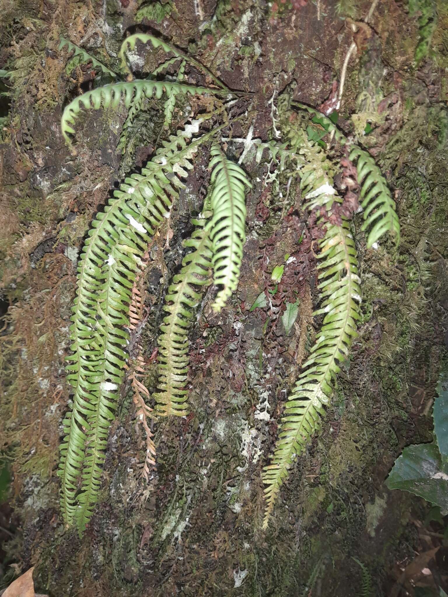 Image de Prosaptia formosana (Hayata) T. C. Hsu