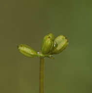 Image of Helosciadium inundatum (L.) Koch