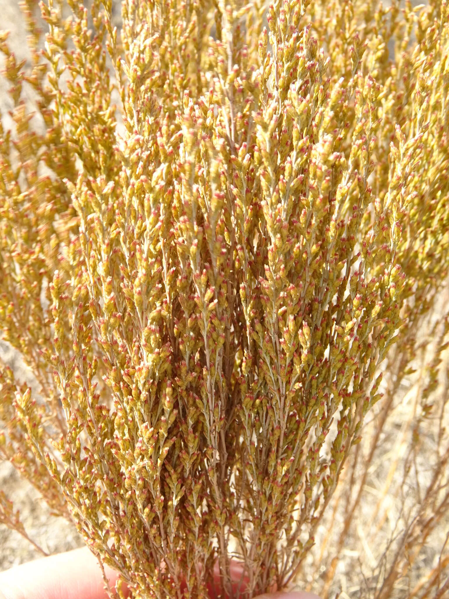 Imagem de Artemisia pauciflora