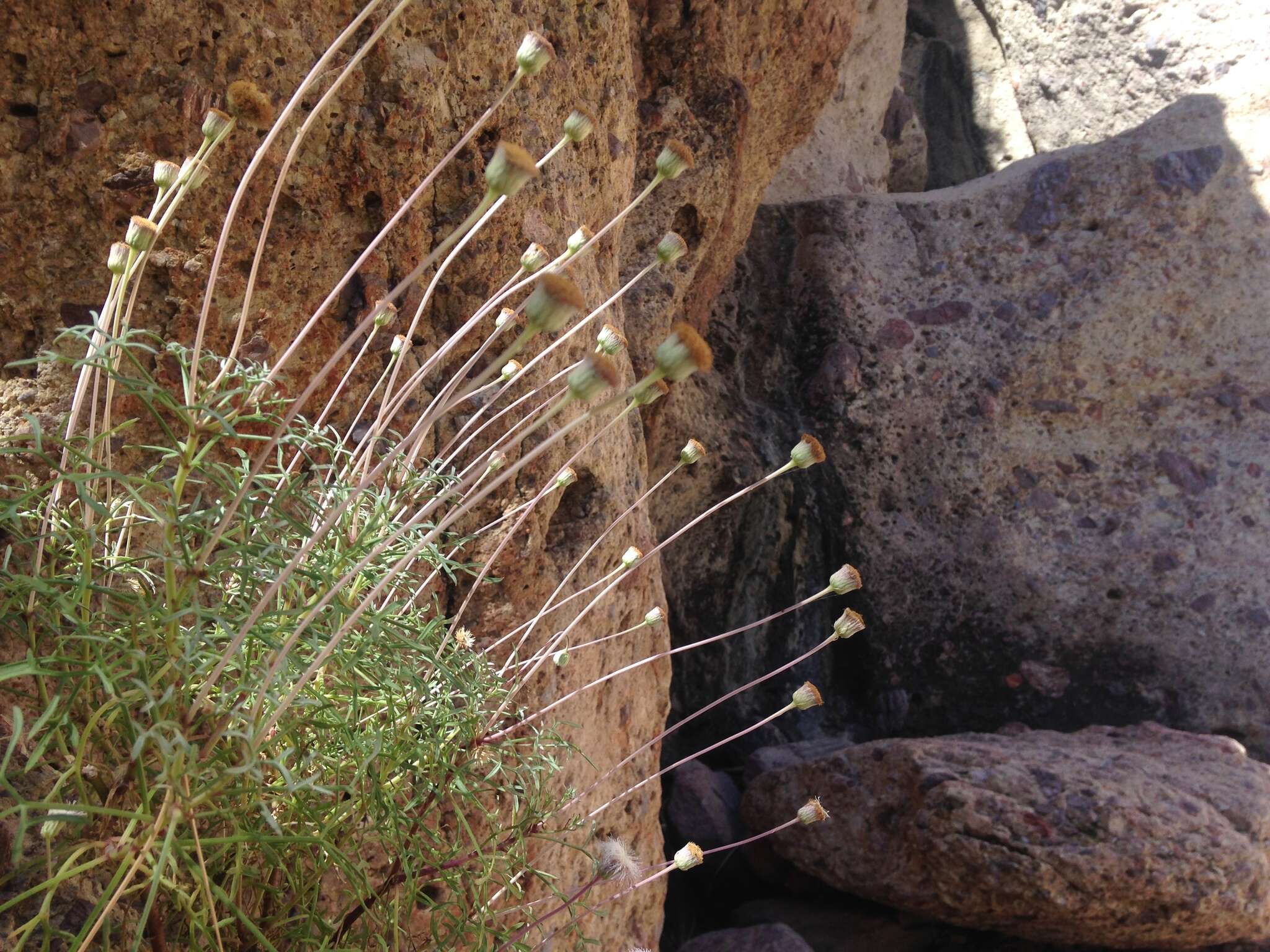 Image of Hofmeisteria crassifolia S. Wats.