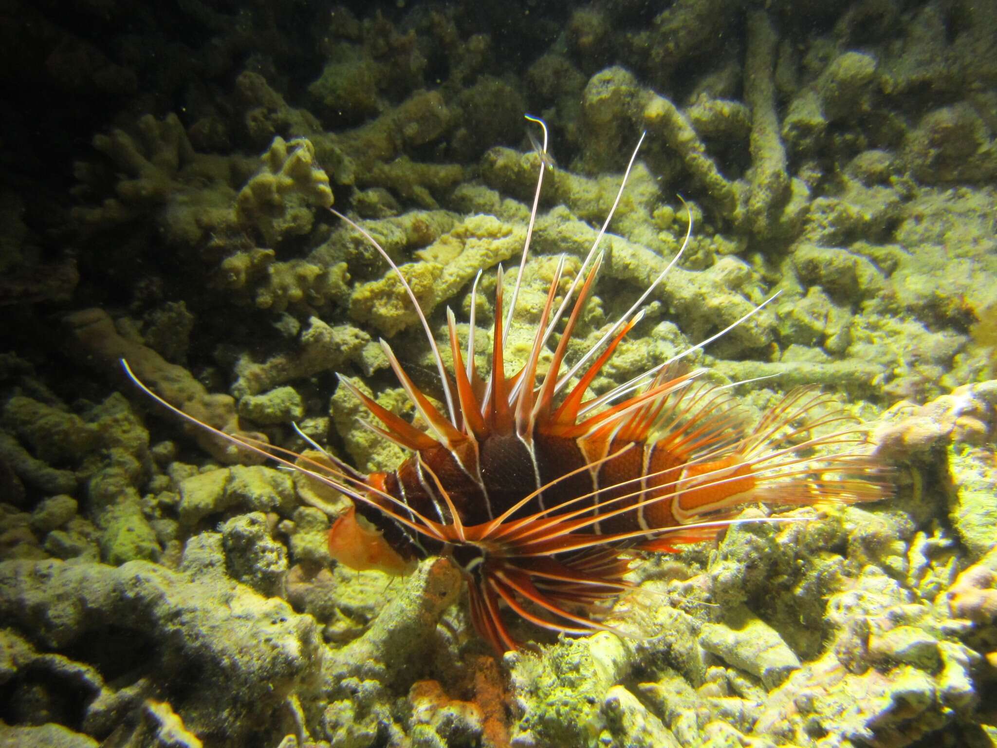 Image of Radial firefish